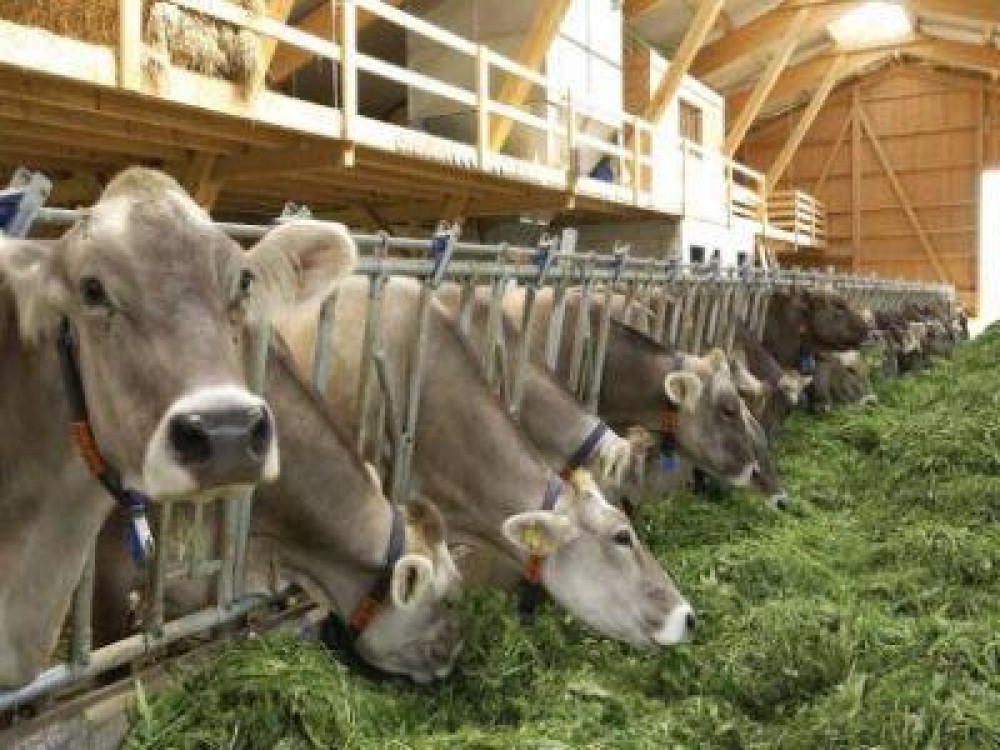Organizatia Mondiala a Sanatatii recomanda stoparea utilizarii antibioticelor la animalele sanatoase