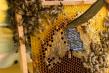 Ordinul privind interventiile aferente sectorului apicol se afla in transparenta decizionala