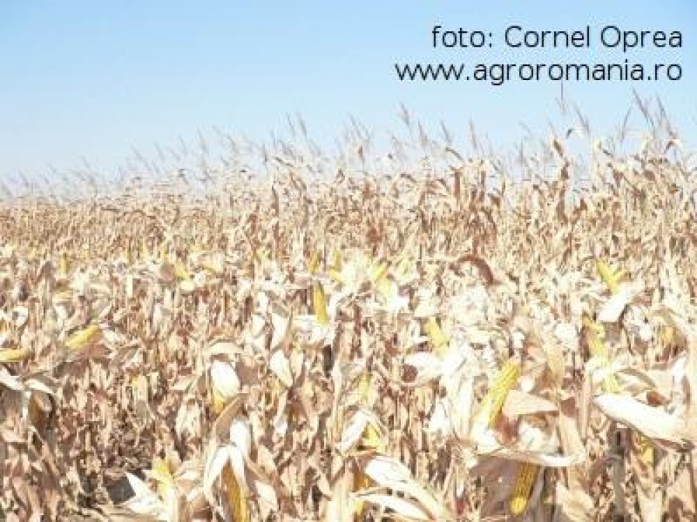 Agroromania va dezvaluie: A aparut deja in MONITORUL OFICIAL. Legislatia PERMITE cultivarea OMG