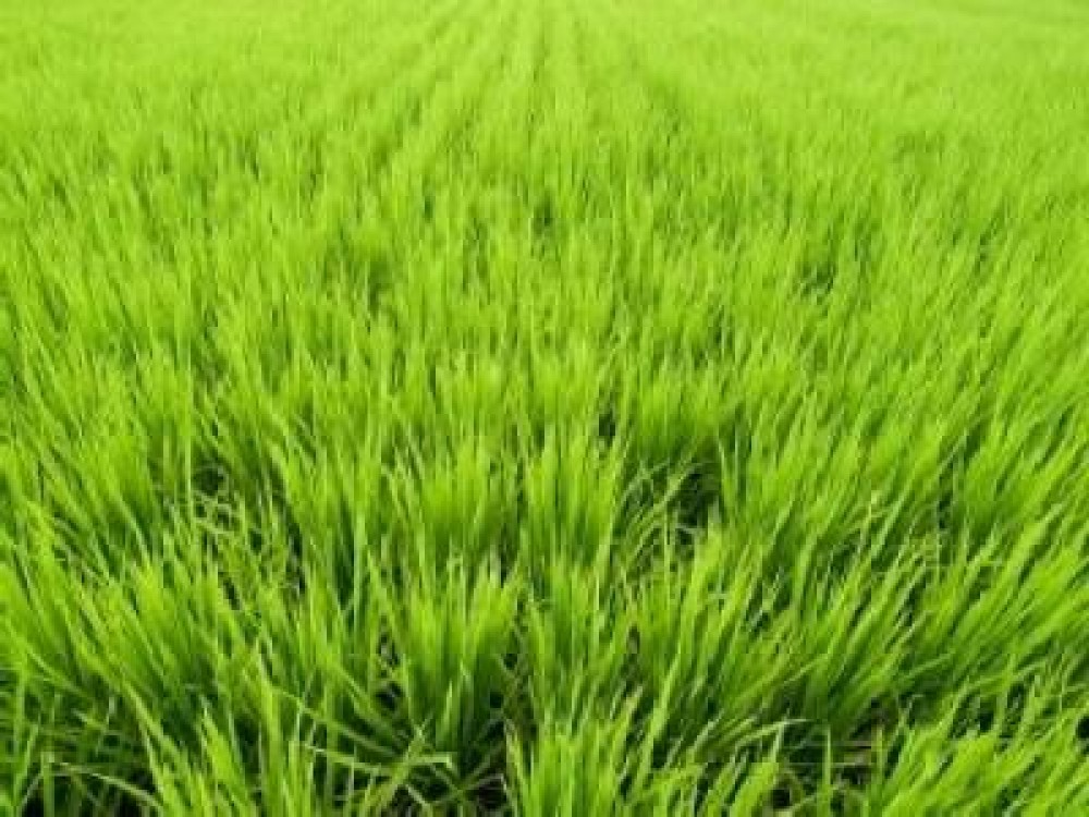 Banii restanti din 2009, pentru sectorul vegetal, nu vor mai fi acordati