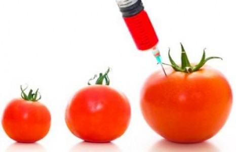 Stelian Fuia este de acord cu  UE in privinta culturilor de organisme modificate genetic