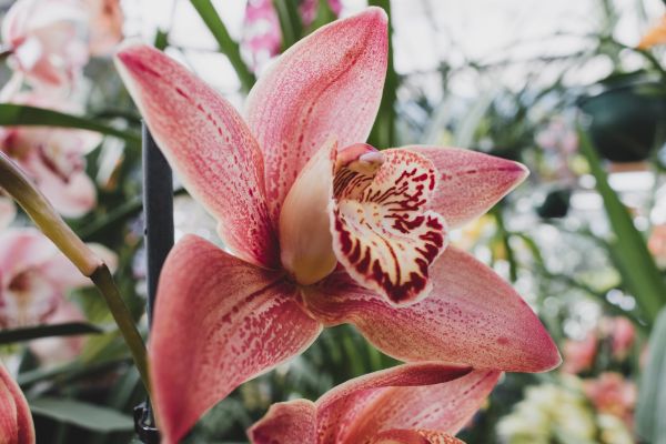 Plante exotice usor de crescut in apartament: orhideea Cymbidium