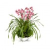 Plante exotice usor de crescut in apartament: orhideea Cymbidium