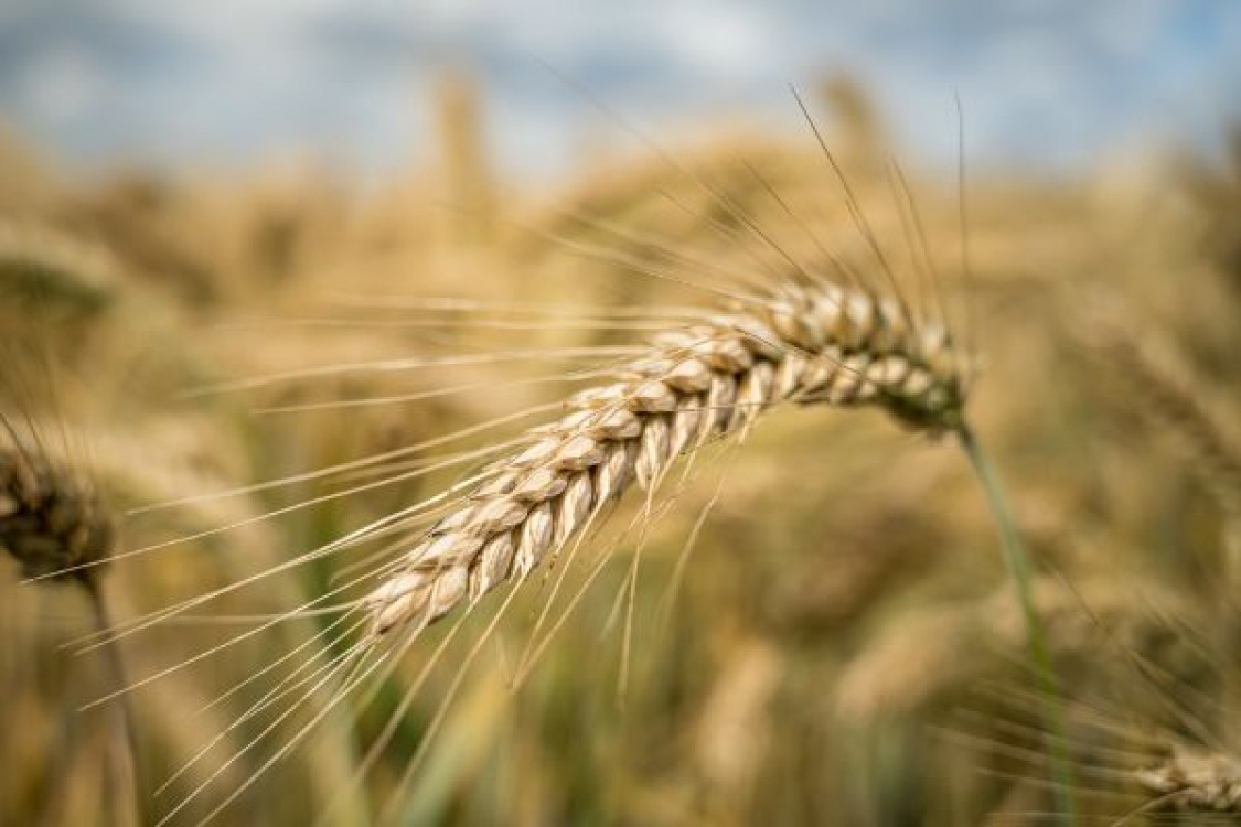 Tehnologia de cultivare a orzului