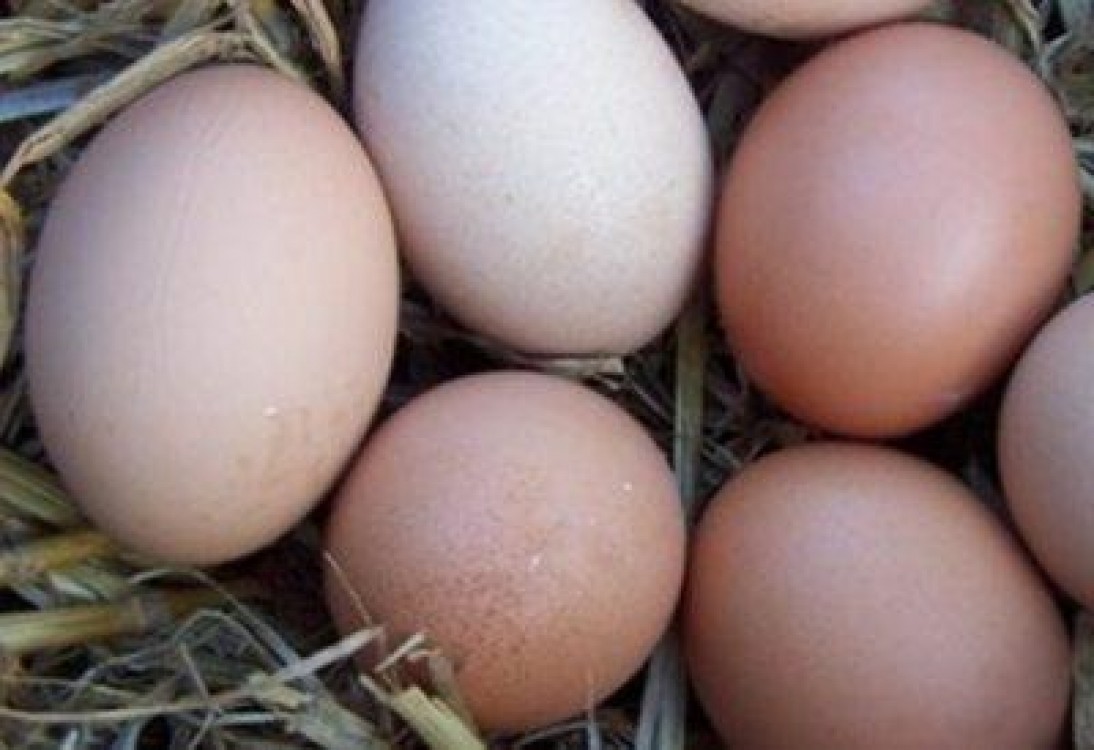 Ialomitenii s-au inghesuit la pui de-o zi, iar Avicola Lumina a instalat primul automat de oua din judetul Constanta