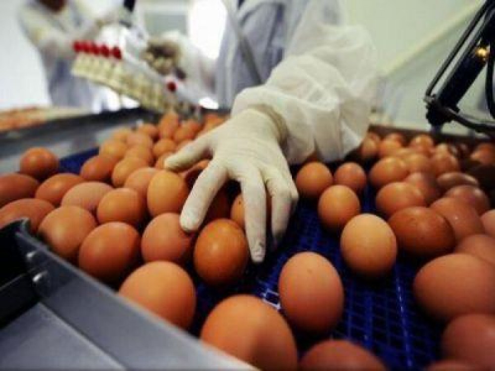 Exporturile de oua au crescut cu aproape 30%