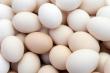 Inspectorii DSVSA Satu Mare au ridicat peste 1300 de oua