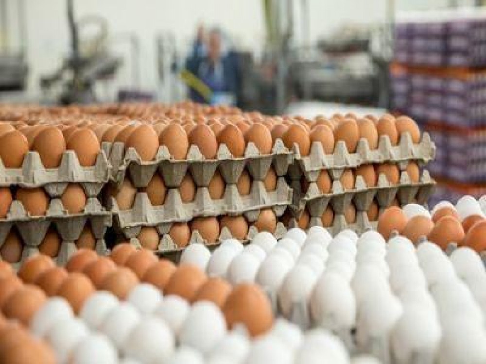 Pretul oualor a crescut la poarta fermei cu 24% in luna octombrie