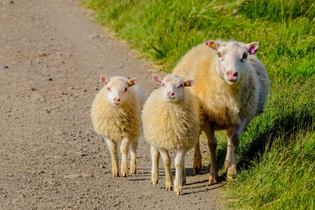 ANSVSA: 56 de focare de pesta micilor rumegatoare, in patru judete