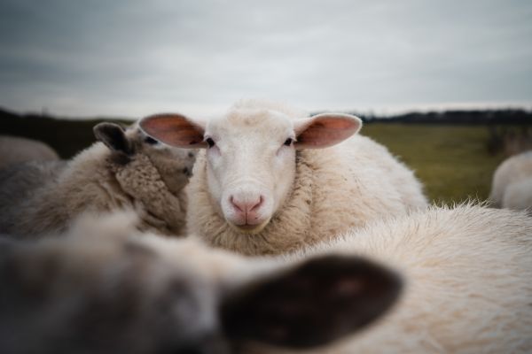 Noi beneficii pentru crescatorii de ovine: Export de berbecuti prin Casa Unirea