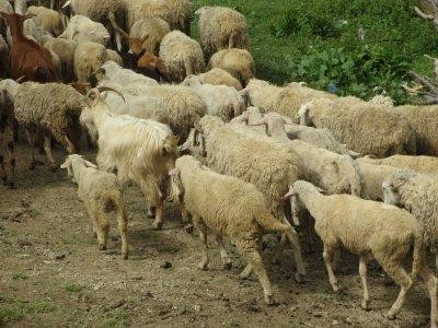 Subventii pentru crescatorii de ovine si caprine din zonele montane