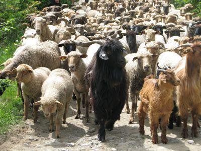 Ajutoare Nationale Tranzitorii de 275 de milioane de lei, pentru crescatorii de ovine si caprine