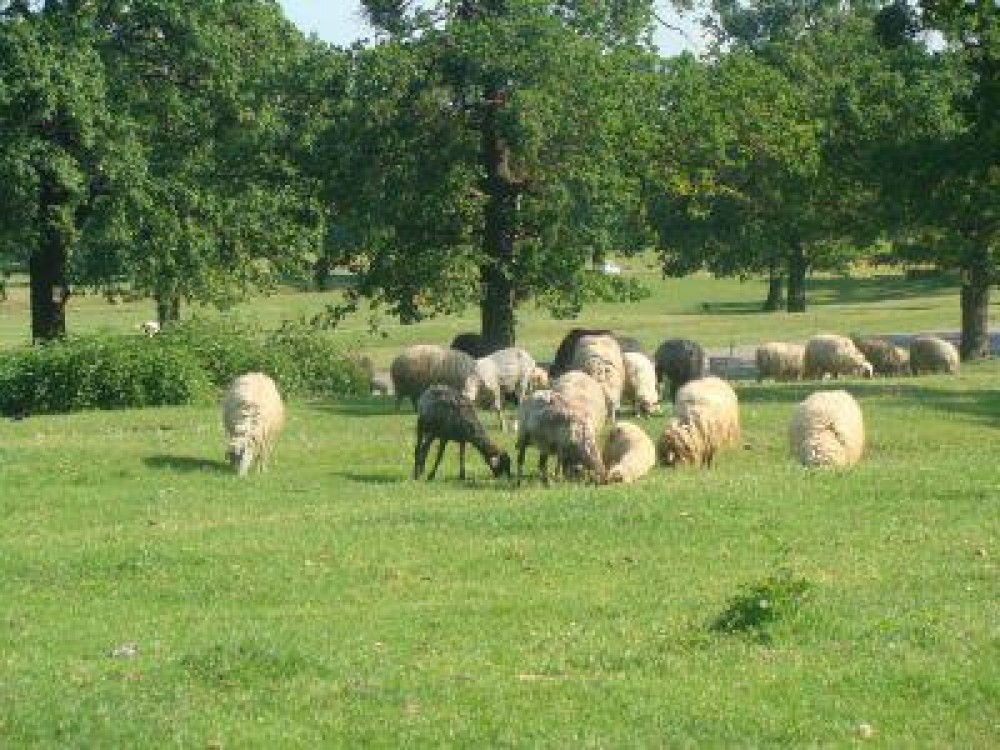 Campanie de promovare a consumului de carne de oaie, demarata la nivel national