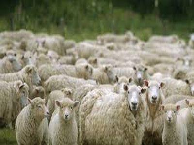 romania-printre-tarile-din-ue-cu-cel-mai-mare-efectiv-de-ovine