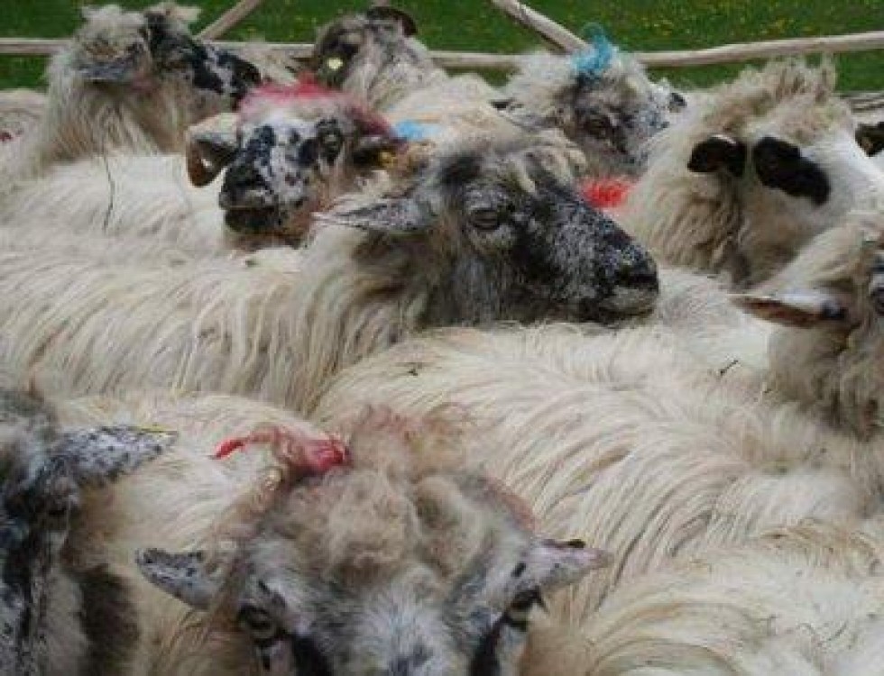 Daniel Botanoiu a vizitat bursa de ovine de la Costesti, judetul Hunedoara