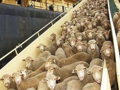 O noua piata de export pentru crescatorii de ovine din Romania