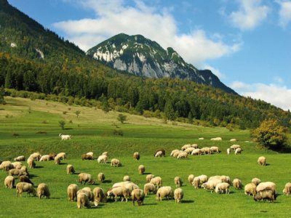 Conditii de eligibilitate pentru obtinerea sprijinului cuplat pentru ovine