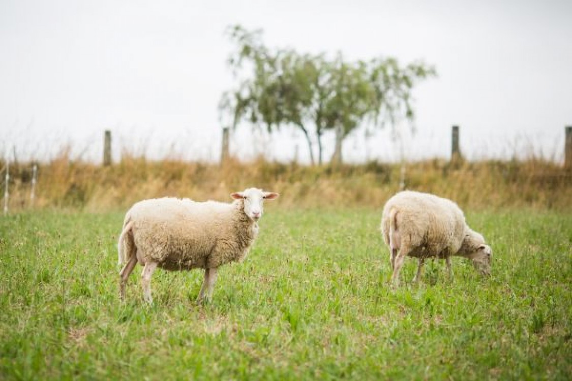 Modificare radicala din partea MADR. Crescatorii de animale vor avea de suferit