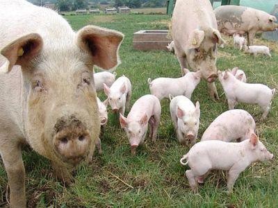 Situatia la zi a focarelor de pesta porcina si a despagubirilor platite fermierilor