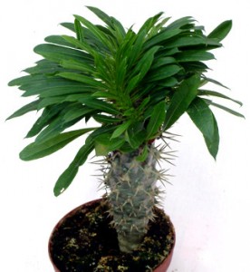 Pachypodium lamerei, palmierul de Madagascar