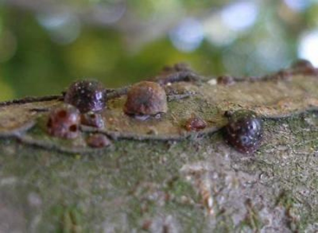 Paduchele negru al prunului