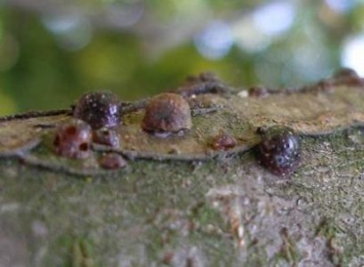 Paduchele negru al prunului