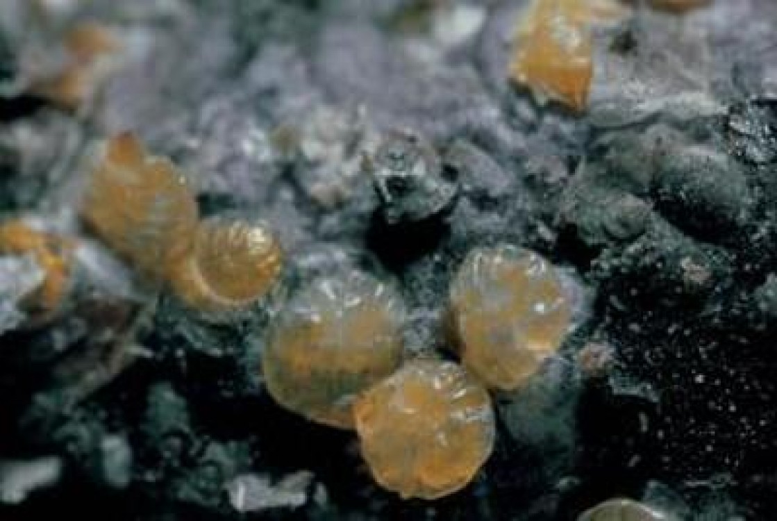 Tratamente la pomi impotriva paduchelui din San Jose