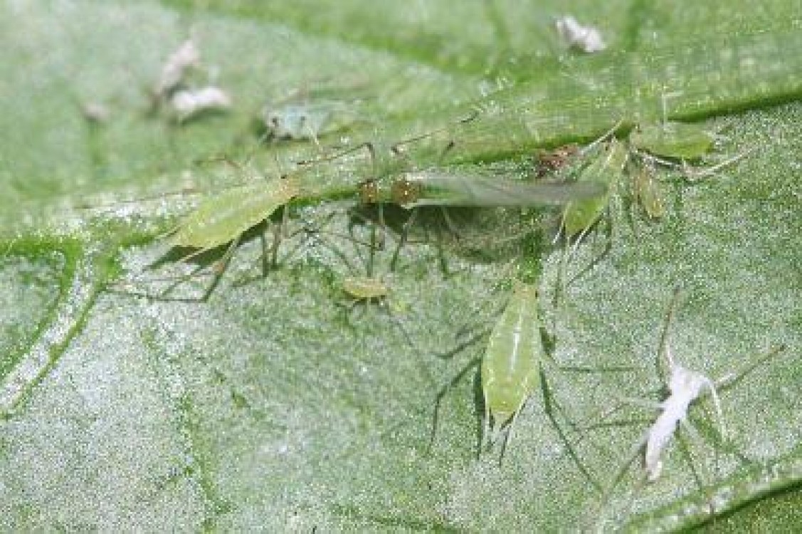 Cum scapi de paduchii de frunza la tomate