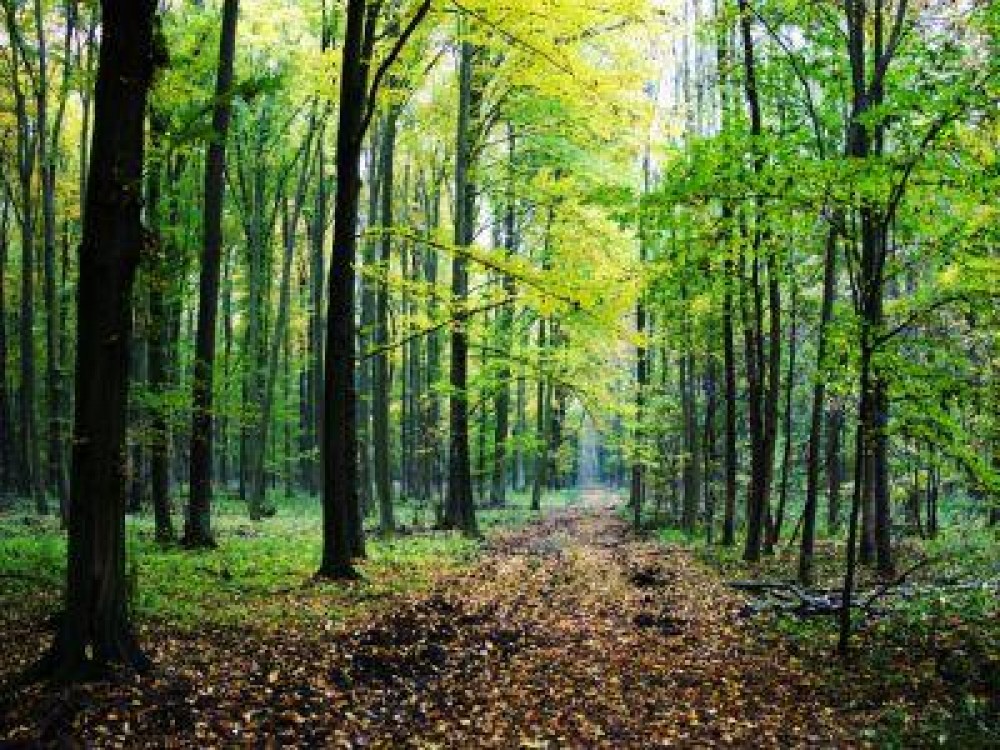 APIA: Cererile de sprijin pentru impaduriri se depun pana la sfarsitul lunii