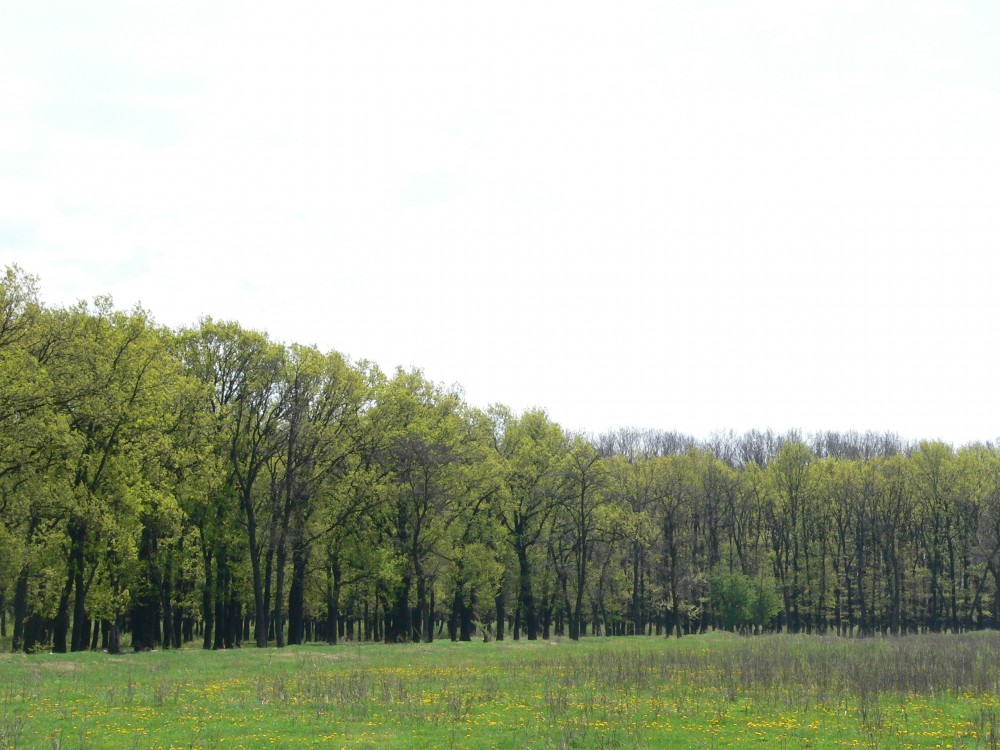 Unde mai fugim de acasă? Despre pădurile din jurul Bucureştiului şi ce plante poţi descoperi în ele