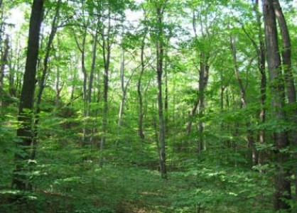 Operatiunea Scutul Padurilor, impotriva taierilor ilegale de copaci in judetul Buzau
