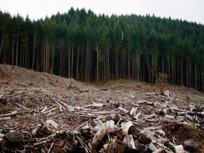 Furtunile din ultimele zile au distrus peste 700 de hectare de padure