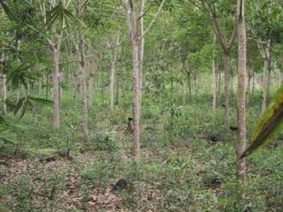 Fonduri de la APDRP  pentru impadurirea terenurilor agricole