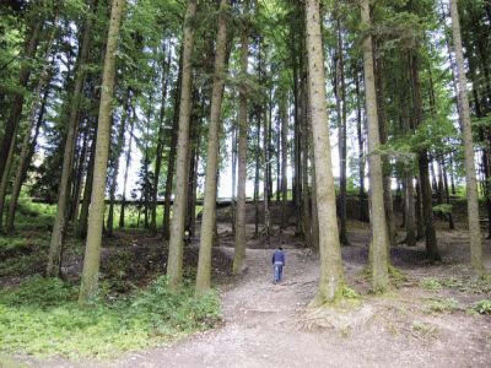 Proprietarii de paduri vor beneficia de peste 100 de milioane de euro prin noul PNDR