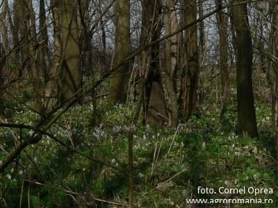 Fond de refacere a padurilor cu bani proveniti din taxe pentru defrisari?