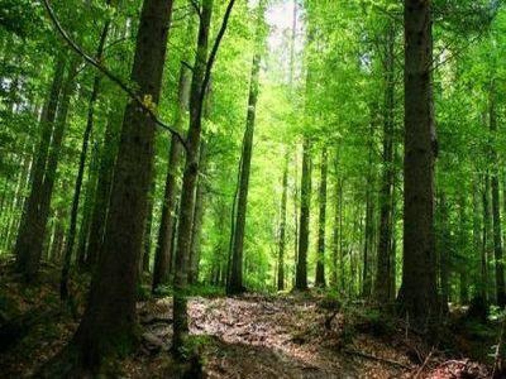 Copa-Cogeca: Padurile acopera 30% din suprafata totala a UE si constituie o importanta forta motrice a cresterii