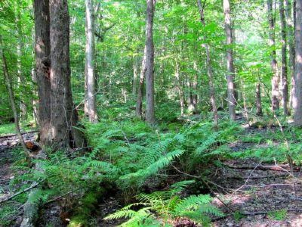 Proprietarii de paduri ar putea primi un ajutor de stat de 200 de euro pe hectar