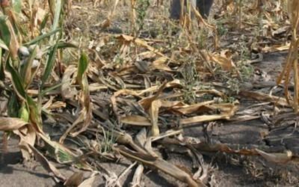 Despagubiri pentru daunele produse de animale protejate