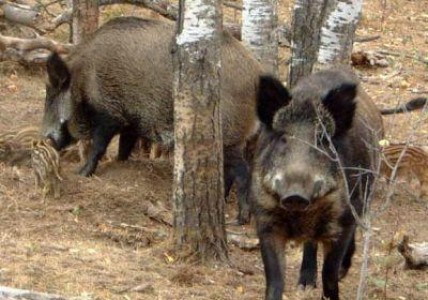 La Satu Mare, fermierii au cerut ajutorul prefectului