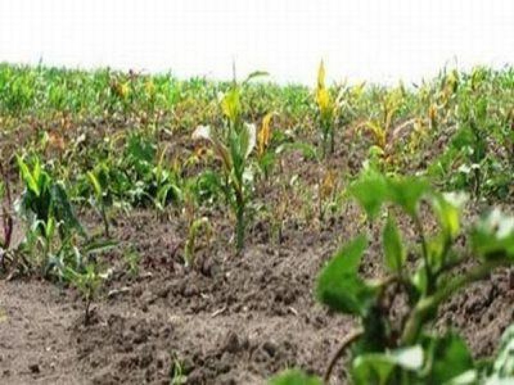 Aproape 7.000 de hectare de culturi afectate de fenomenele meteo extreme din ultima perioada