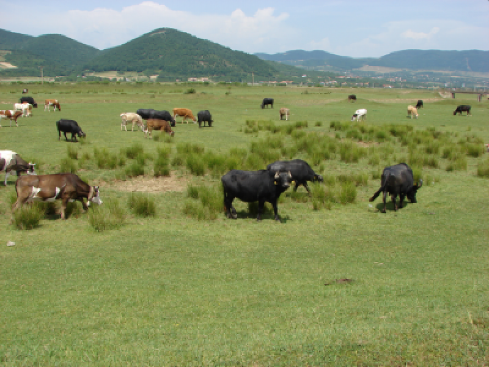 Principalele modificari aduse de Parlament, la Legea Pajistilor