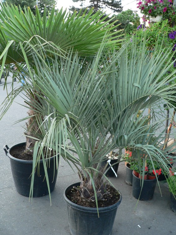 Cum ar trebui sa cumparati plante. Sfaturi pentru alegerea si pozitionarea plantelor de apartament