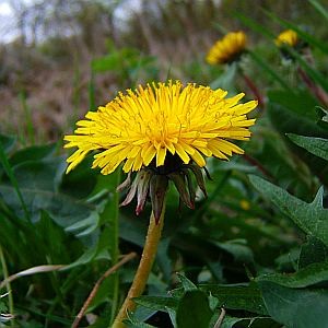 Buruiano-leguma. Tehnologia de cultivare a papadiei