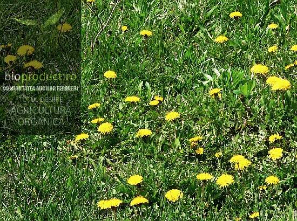 Sufleu cu flori de papadie