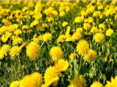 Cum se poate transforma papadia intr-o afacere de succes