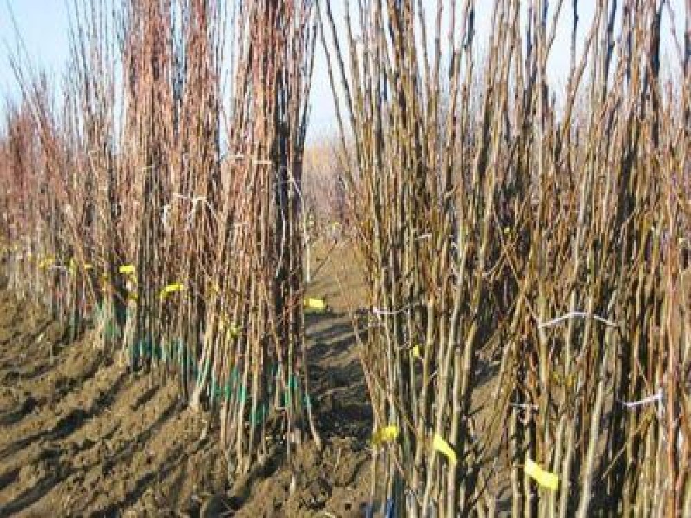 MADR returneaza in Republica Moldova un lot de material saditor din special par