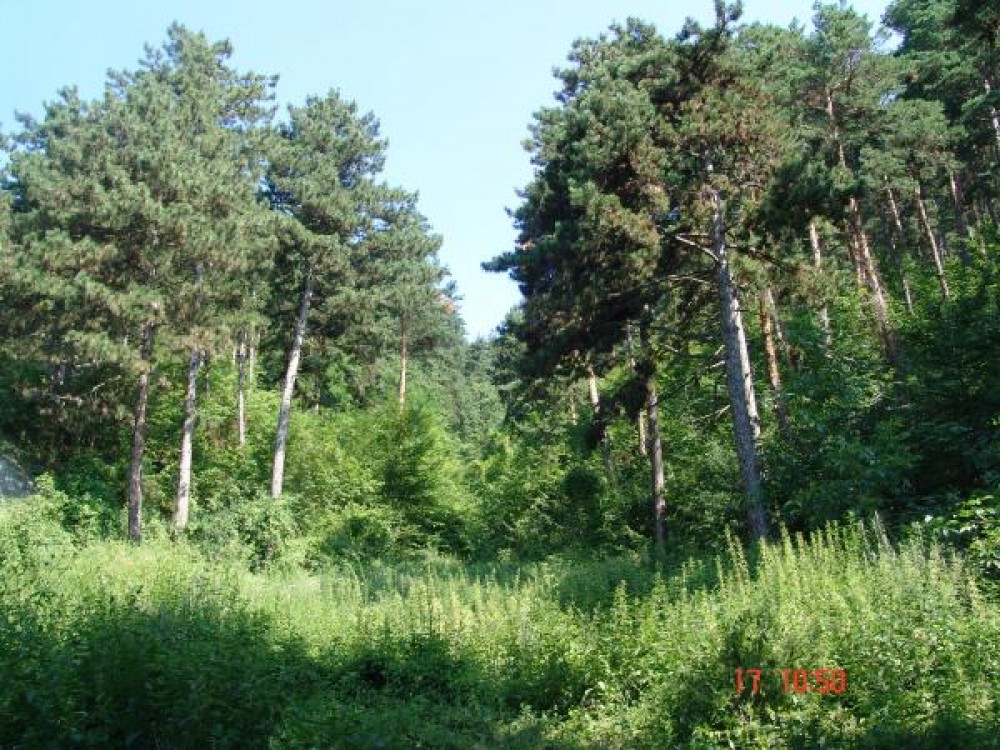 Romania incepe sa investeasca in turismul ecologic. In judetul Neamt, parcul natural Vanatori va putea fi vizitat printr-o pasarela construita deasupra copacilor, dupa modelul rezervatiilor din paduri