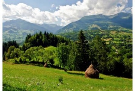 Alexe, Mediu: Padurile din parcurile nationale, protejate cu strictete