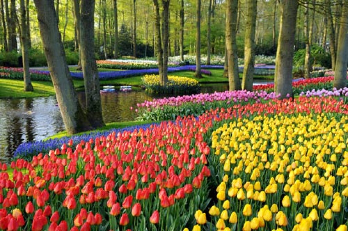 Gradinile Keukenhof din Lisse şi milioanele de bulbi care înfloresc în fiecare an