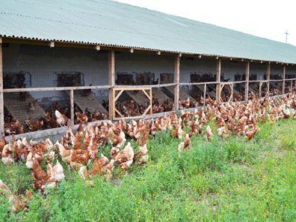 Uniunea Crescatorilor de Pasari cere sprijinul autoritatilor pentru combaterea practicilor comerciale neloiale